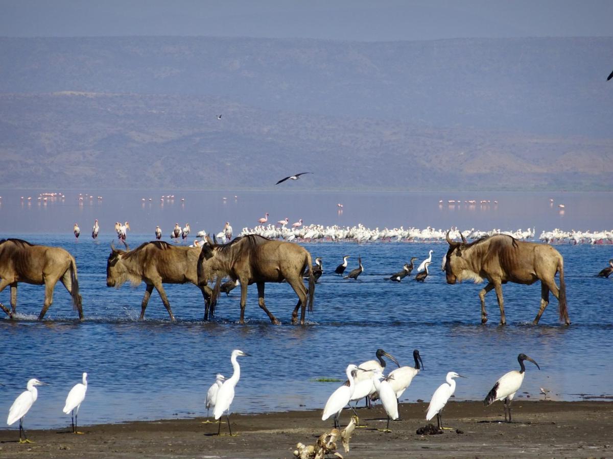 Africa Safari Lake Natron Mtowabaga 외부 사진